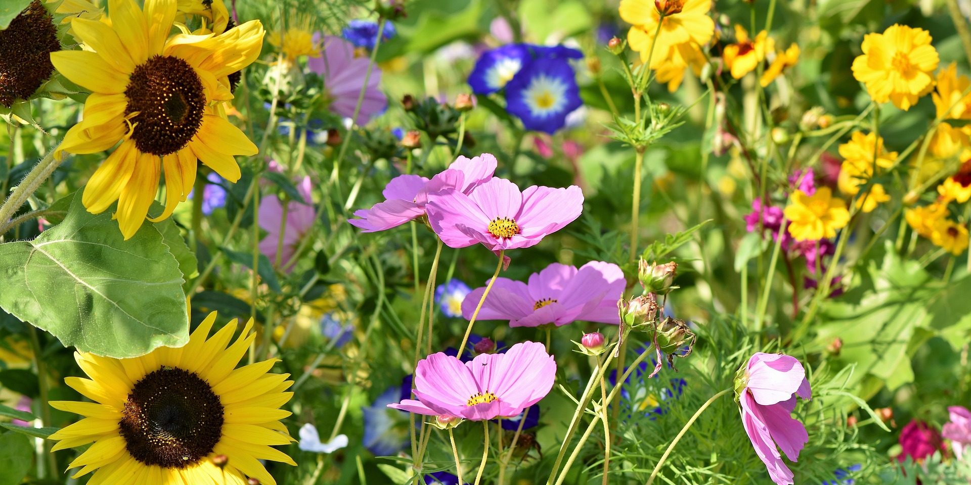 flower-meadow-3598555_1920 Have