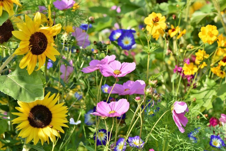 flower-meadow-3598555_1920 Have