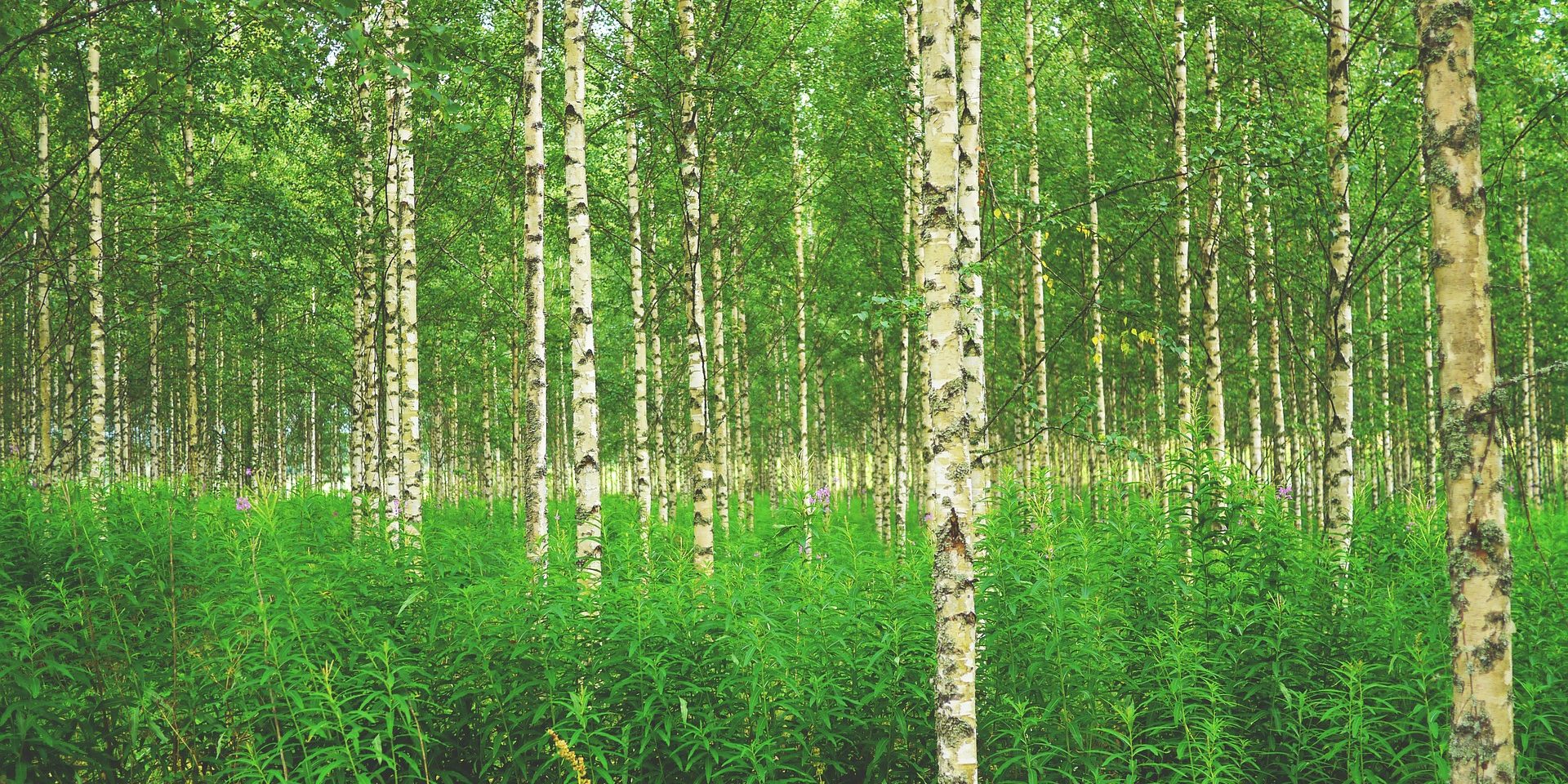 birkeskov pollenallergi