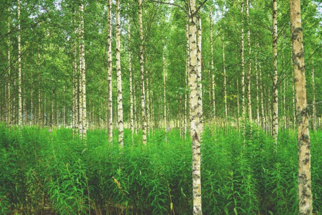 birkeskov pollenallergi