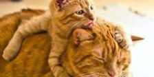 1395835_386353941497676_2118303722_n1 Katte
