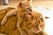 1395835_386353941497676_2118303722_n1 Katte
