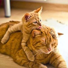 1395835_386353941497676_2118303722_n1 Katte